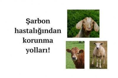 Şarbon hastalığı (Antraks) nedir nasıl bulaşır? Şarbon hastalığı tanısı ve tedavisi